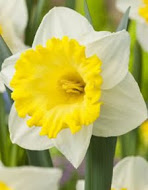 Нарцис (Narcissus) Finland